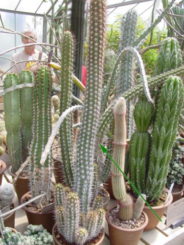 Eulychnia _castanea